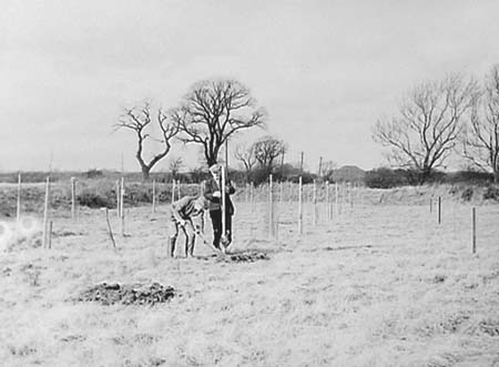 1949 Tree Planting 05
