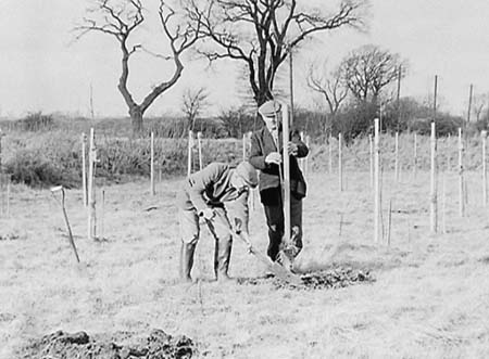 1949 Tree Planting 06