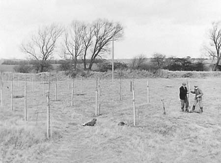1949 Tree Planting 07