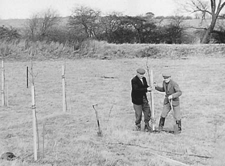 1949 Tree Planting 08