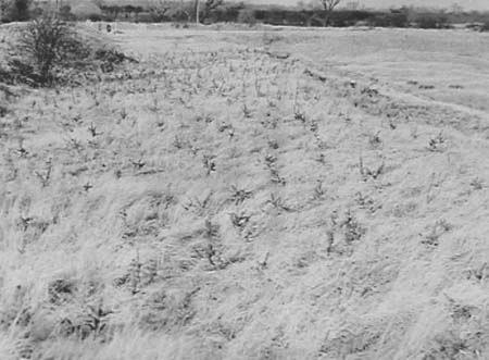 1949 Tree Planting 09
