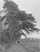 Sweet Briar Path 1952 02