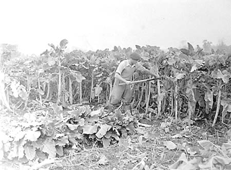 1956 Cutting Kale 01