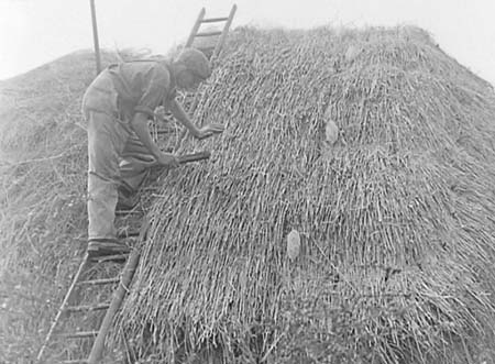 1949 Thatching 02