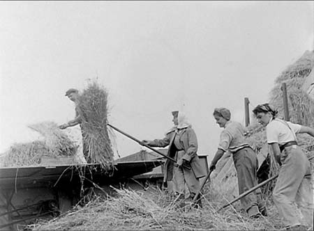 1949 Threshing 01