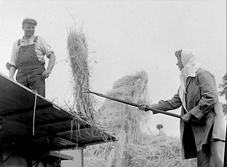 1949 Threshing 04