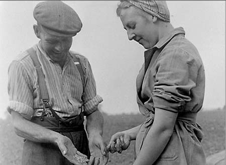 1949 Threshing 07