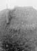 1949 Thatching 01