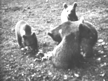 Bear Cubs 01