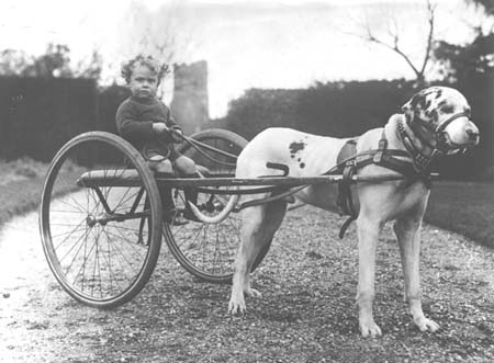  c1900 Dog Cart 02