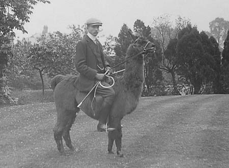  c1900 Llamas 05