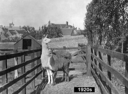  c1900 Llamas 06