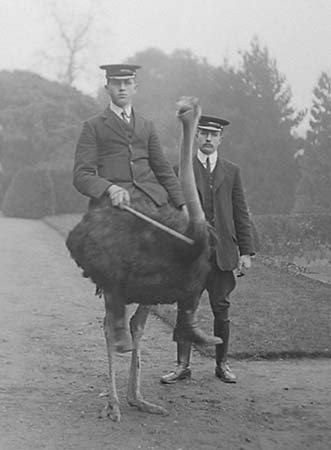  c1900 Ostrich 02