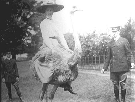  c1900 Ostrich 04