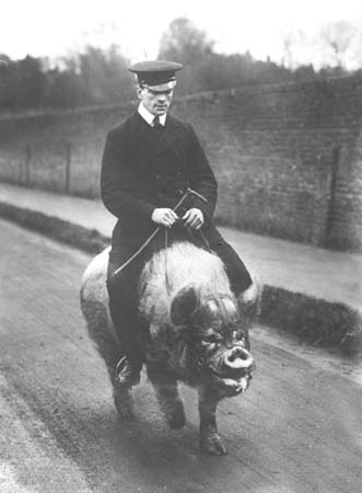  c1900 Pig 03