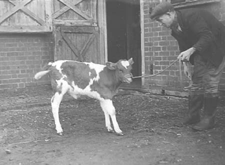 1943 Pedigree Calf 02