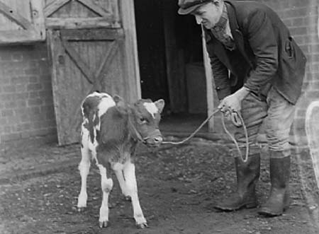 1943 Pedigree Calf 04