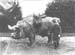  c1900 Pig 01