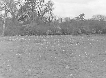 1948 Daffodils 06