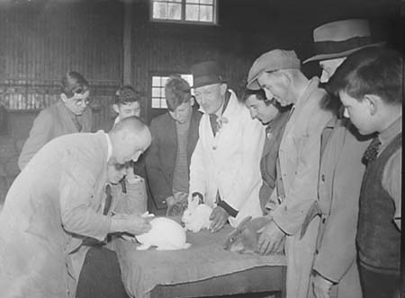 1948 Rabbit Show 01