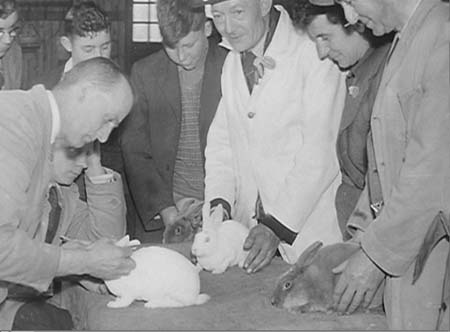 1948 Rabbit Show 02