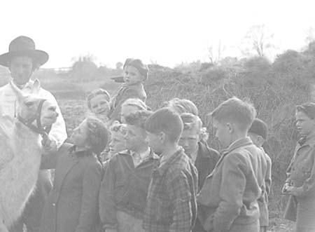 1949 Circus Llama 05