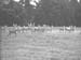 Deer 1938 5235