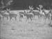 Deer 1938 5236