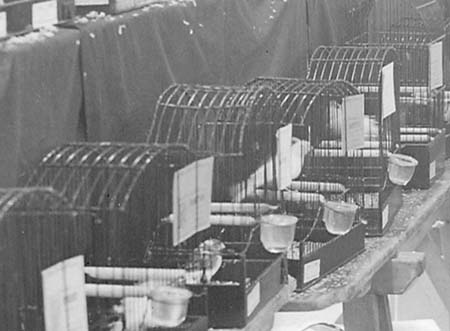 1947 Bird Show 02