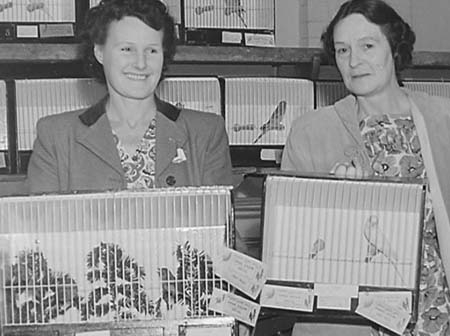 1949 Bird Shows 05
