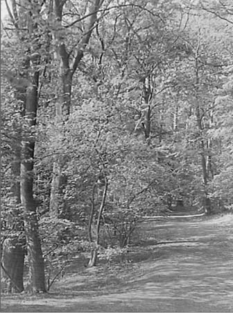 1946 Woods 02