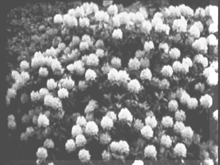 1938 Blooms 01