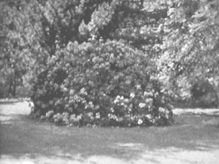 1938 Blooms 06