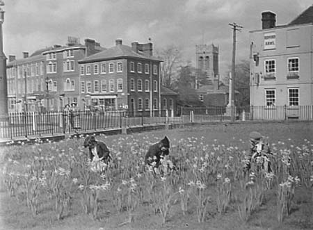 1939 Daffodils 01