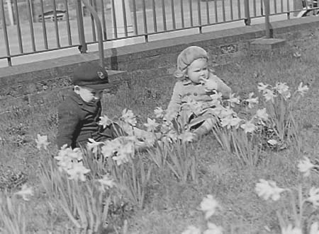 1939 Daffodils 02
