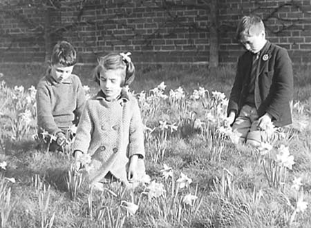1945 Daffodils 02