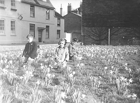 1945 Daffodils 03