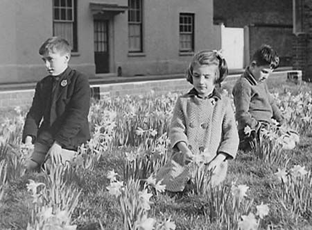 1945 Daffodils 04