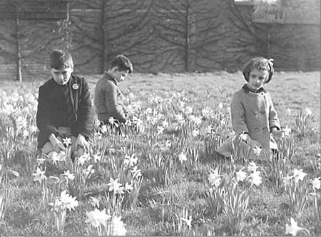 1945 Daffodils 05