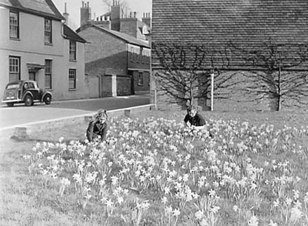 1947 Daffodils 01