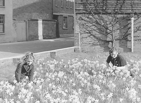 1947 Daffodils 03