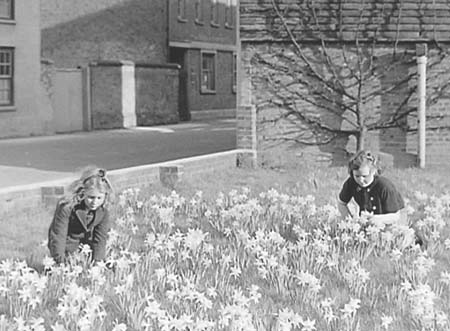1947 Daffodils 03