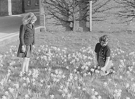 1947 Daffodils 04