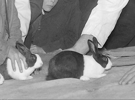 1947 Rabbit Show 06