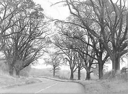 Woburn Rd. 1955 04