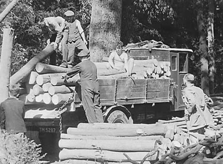1943 Forestry 12