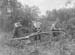 1943 Forestry 05