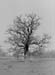 1945 Giant Tree 01