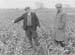 1947 Smallholders 03